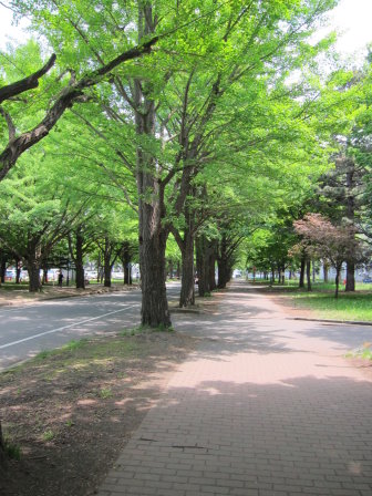 北海道大學一景