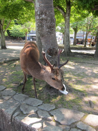 漂亮帶角小鹿