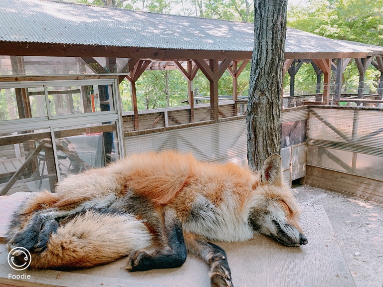 正在睡覺的狐狸