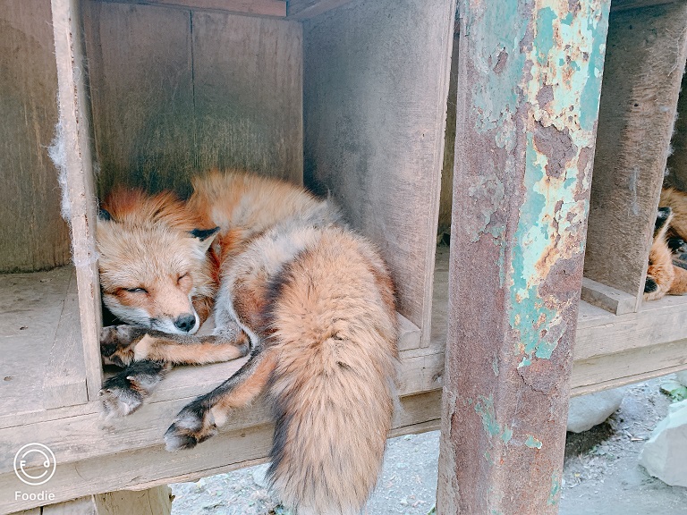 還在睡覺的狐狸