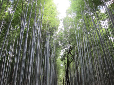 竹林步道