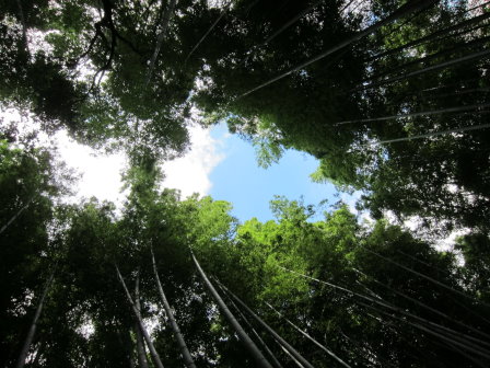 竹林步道